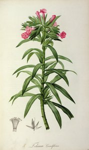 Echium Grandiflorum, aus `Le Jardin de Malmaison